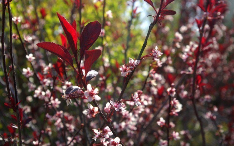 Trädgårdsbuskar med röda blad prunus-x-cistena-dvärgblodplommon