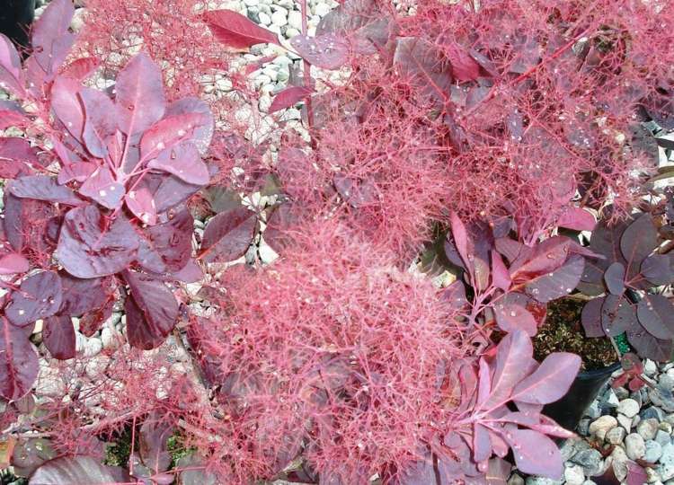 trädgårdsbuske-röd-blad-cotinus-peruk-buske