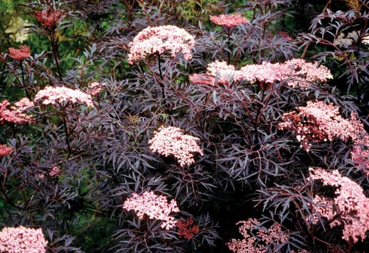 trädgård-buske-röda blad-sambucus-nigra-äldre