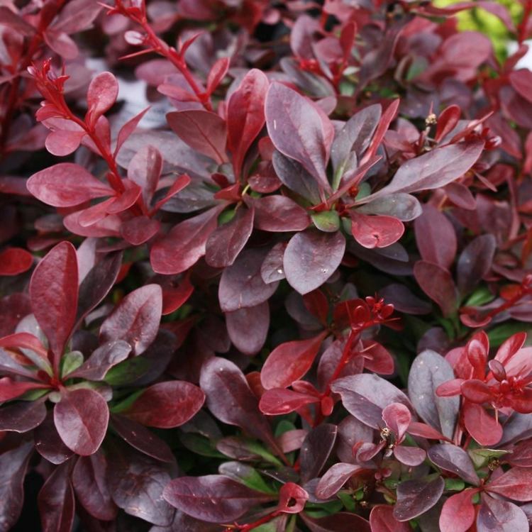 trädgårdsbuskar-röda blad-härdiga-berberis-thunbergii-atropurpurea-nana-japansk-berberis
