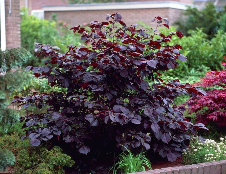 trädgård-buske-röda-blad-corylus-avellana-purpurea-lambertshasel