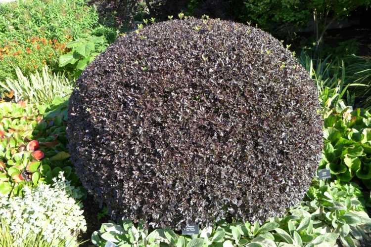 trädgårdsbuskar-röda blad-pittosporum-tenuifolium-tom-tumme-smalbladiga-klibbiga