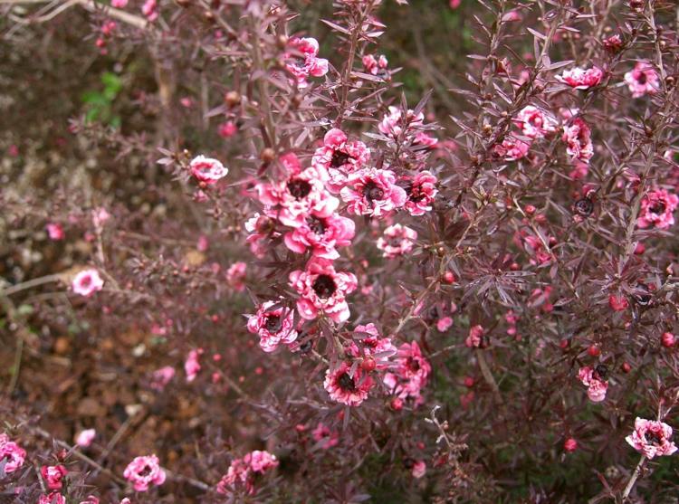 Trädgårdsbuskar med röda blad leptospermum-scorparium-suedseemyrte