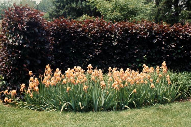 Trädgårdsbuskar med röda blad corylus-avellana-purpurea-iris-germanica