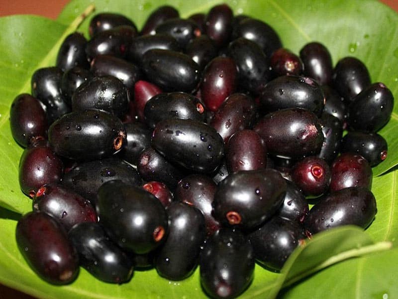 Jamun Fruit -edut