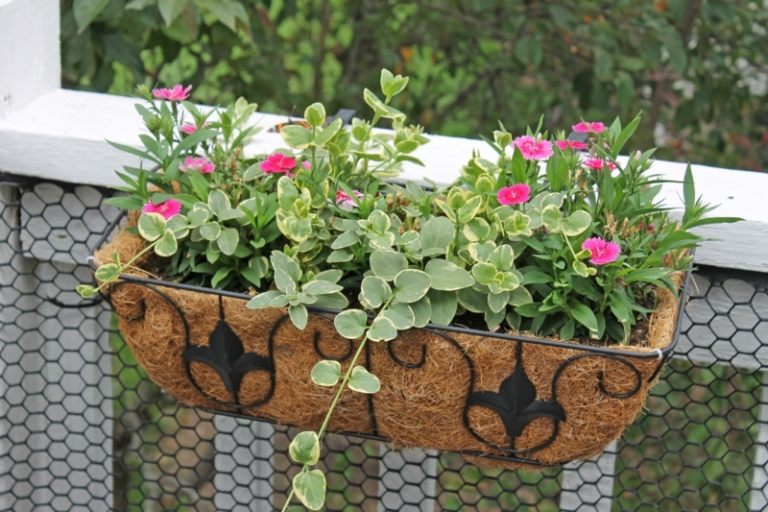 balkongidéer romantiska gröna växter blomlåda näträcke skydd