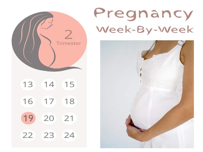 Έγκυος 19 εβδομάδων