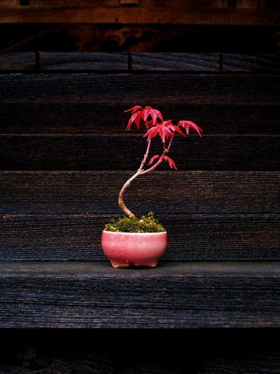 Bonsai träd kontor växter idéer