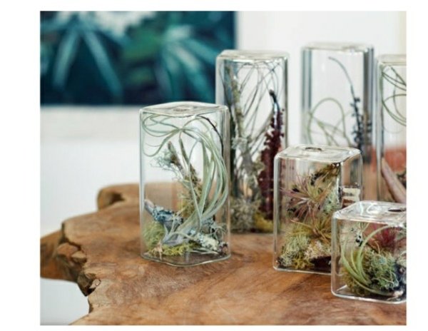 Mini terrariumglas hem rustika bordsdekorationsväxter