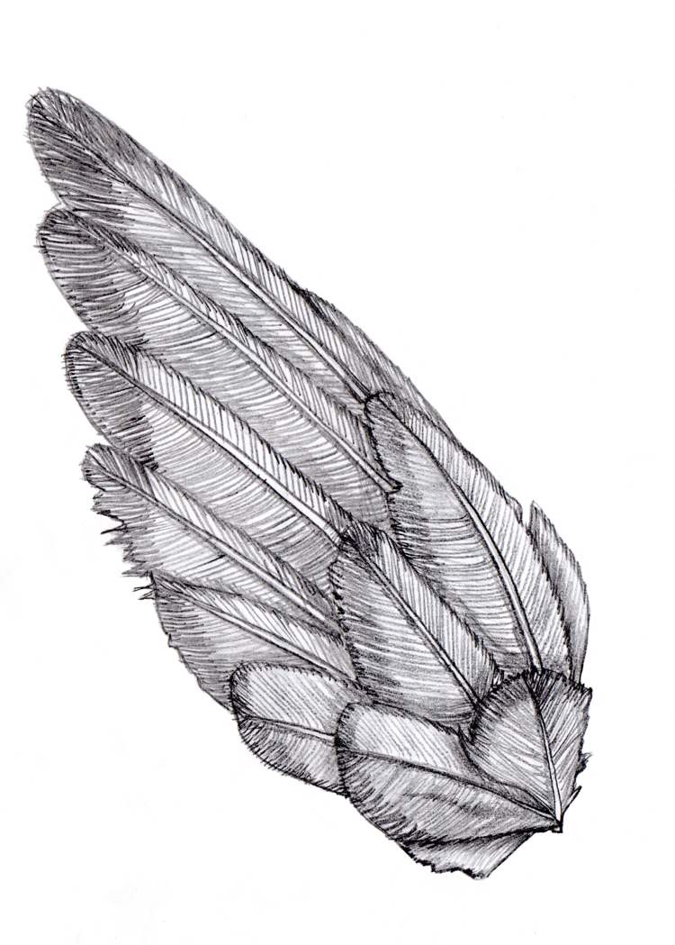 tatuering-mallar-vingar-ängel-fjäder