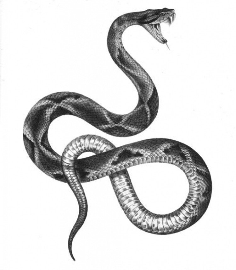 tatuering-mallar-djur-orm