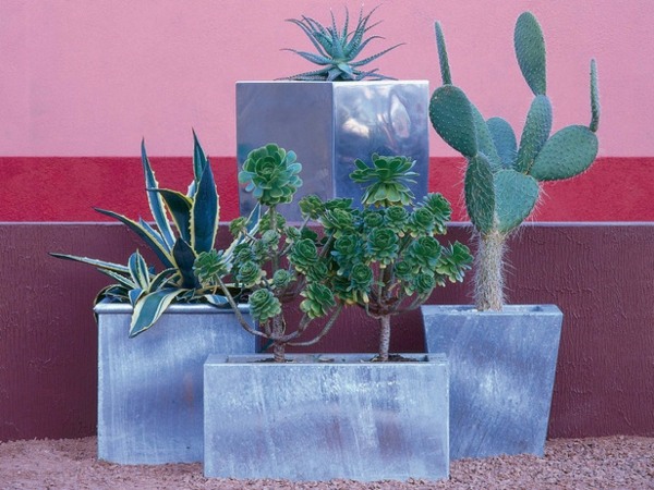 Planter kaktus rosa vägg skapa exotisk trädgård