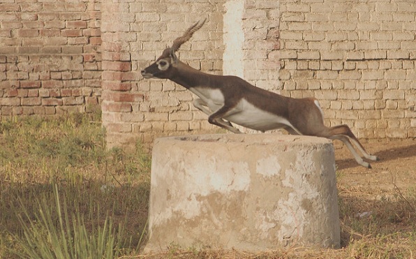 villieläinten suojelualueet Intiassa