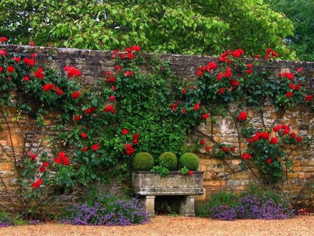 idéer-gård-trädgård-design-trädgård-vägg-röd-klättring-rosor-plantering
