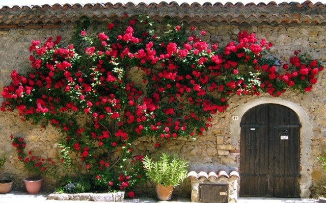 trädgård vägg försköna idé klättring rosor växt blommar
