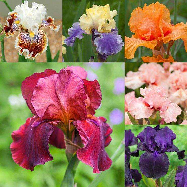 Uteplatsblommor för torr jord och direkt sol Iris