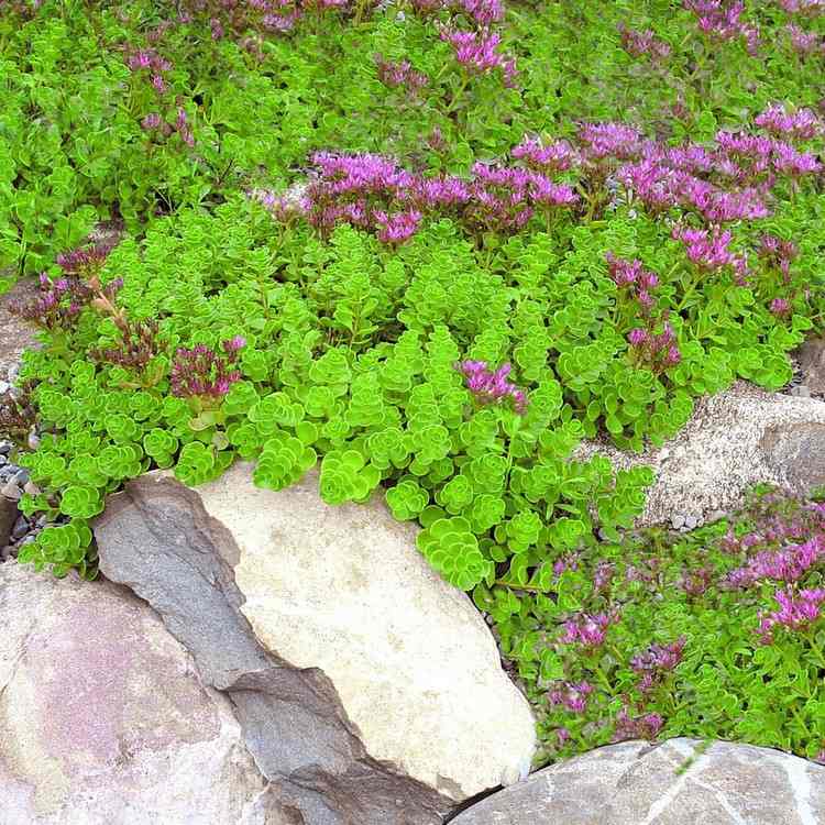 Växter terrass full sol sedum växten är lämplig för sten trädgårdar