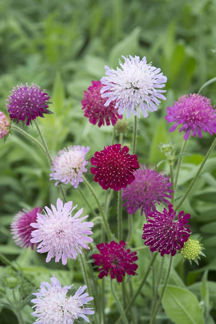 Terrassväxter för soliga platser Scabious lockar bin och fjärilar