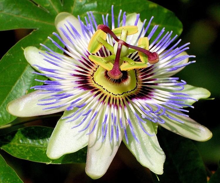 Terrassväxter för soliga platser Passionsblomma