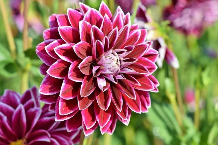Blommor för direkt sol runt terrassen med växter (1)
