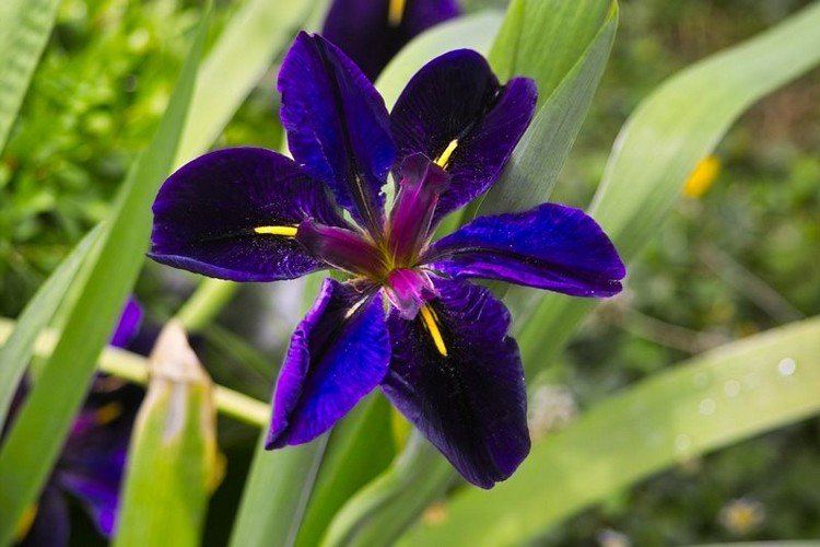 Blommor för brinnande sol tål värmehålet Iris (1)