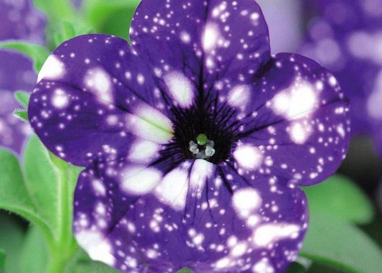 årliga växter för direkt sol för att gränsa till petunia -uteplatsen