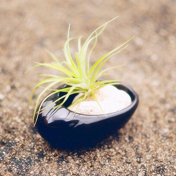 tillandsia rotfria växter behållare oval zen