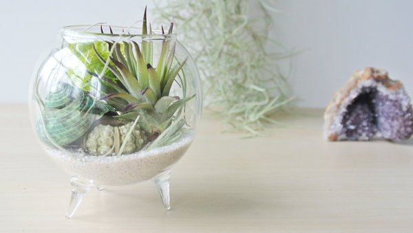 tillandsien terrarium sandskal runt