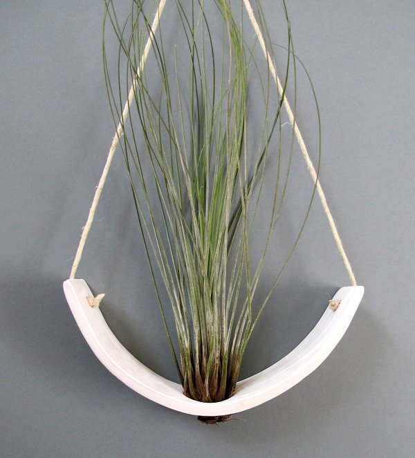 hängande tillandsia växt gunga trä