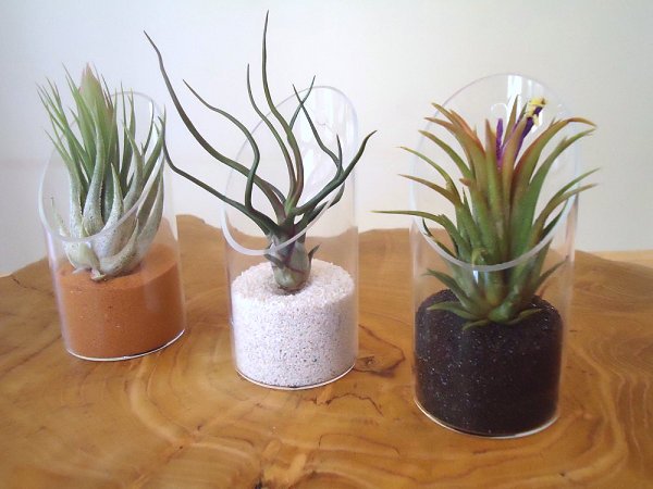 glasvas deco sand tillandsia arter