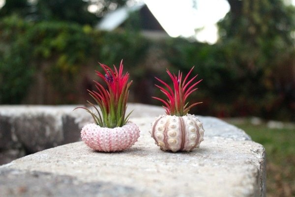 deco tillandsia behållare skal runt