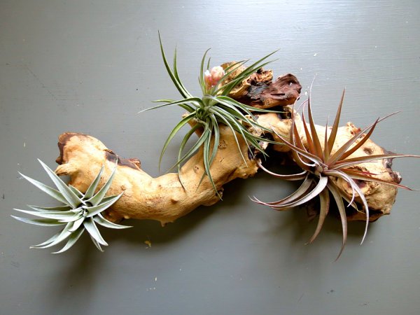 Bifoga dekorationsidéer med Tillandsia kvist