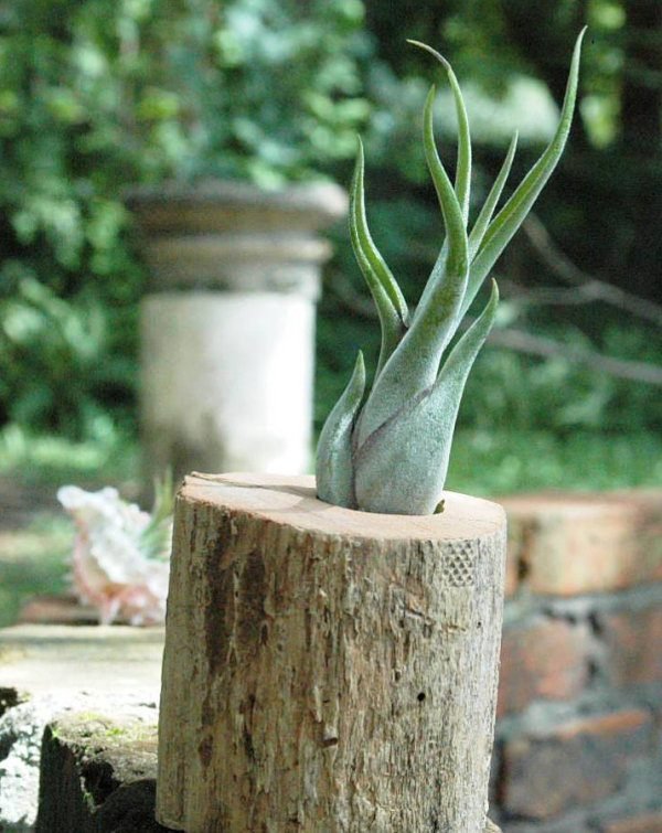 deco idéer tillandsia vaser trädstubbe
