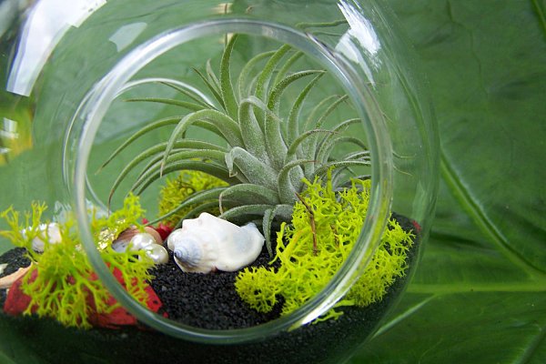 deco idéer tillandsien terrarium svart deco sandskal