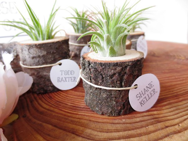 deco idéer tillandsia behållare trädstubbe
