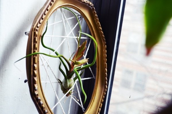 Dekorationsidéer med Tillandsia airplants bildramgarn