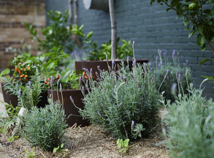 Framträdgårdsdesign-idéer-plantering-perenner-lavendel