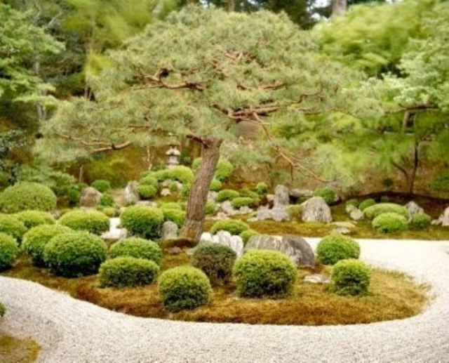 bonsai träd-buskar buskar trädgård konst-japanska