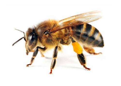 mehiläinen