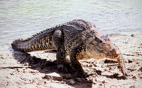Kuubalainen krokotiili (Rhombifer)