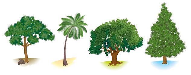 Erilaiset puutyypit ja niiden hyödyt