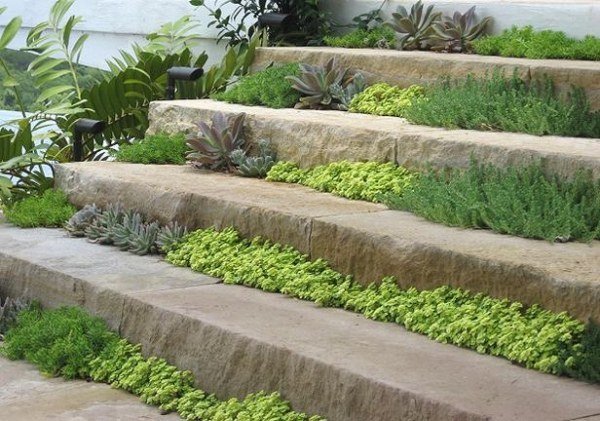 växer ut växter kreativa idéer för trädgårdsvägdesign