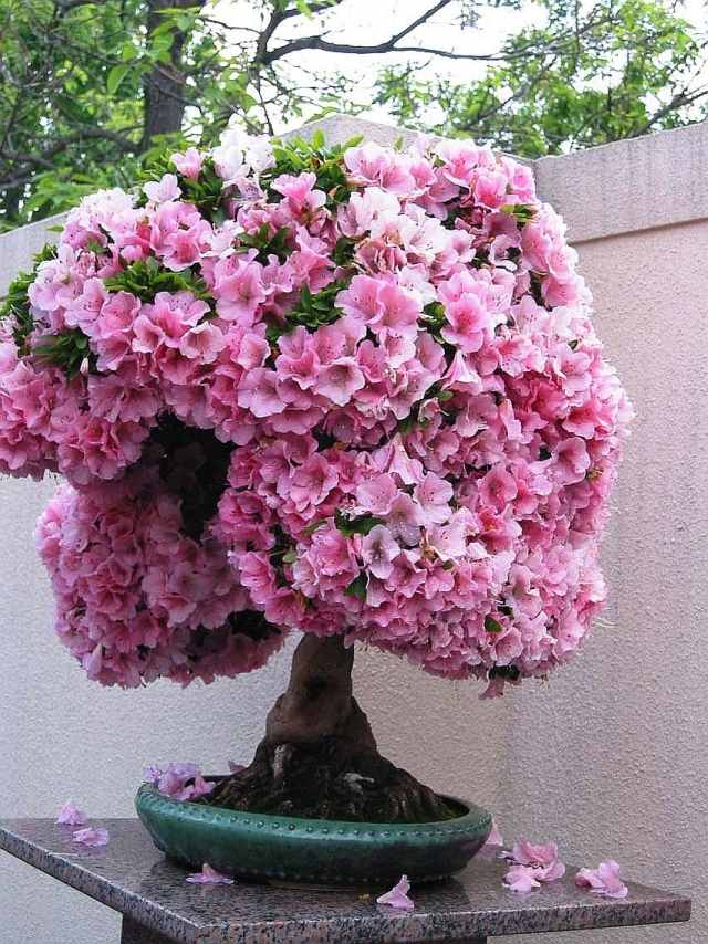 Bonsai träd rosa blommor lämpliga för små trädgårdar