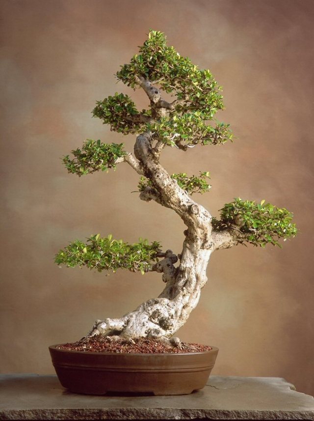 bonsai träd liten trädgård idé skönhet plats