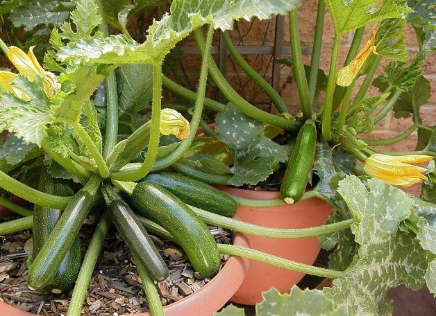 designa idéer för att odla liten trädgård zuccini kruka