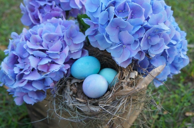 Fågelboets dekoration trädgård vårhyacintblå