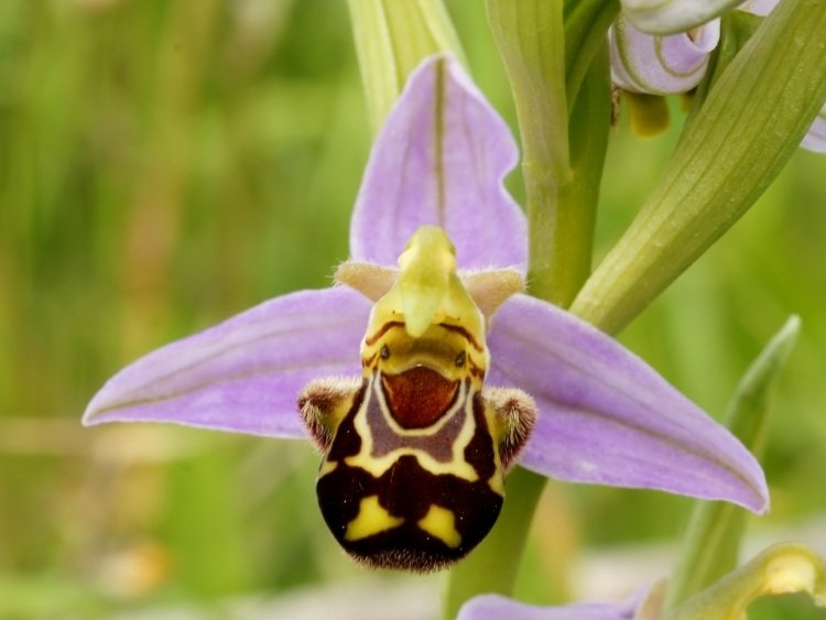 orkidé-blomma-former-roliga-pokemon-vara-magisk-exotisk-natur