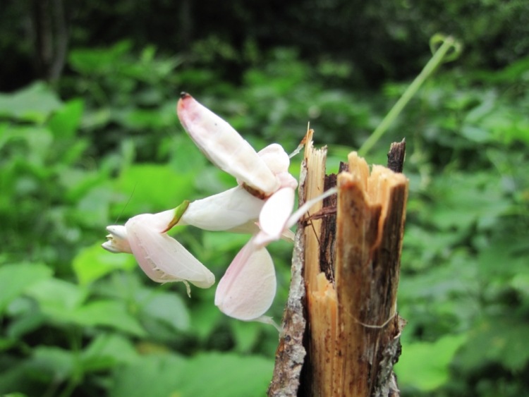 orkidéer-blomma-former-vit-natur-exotisk-insekt