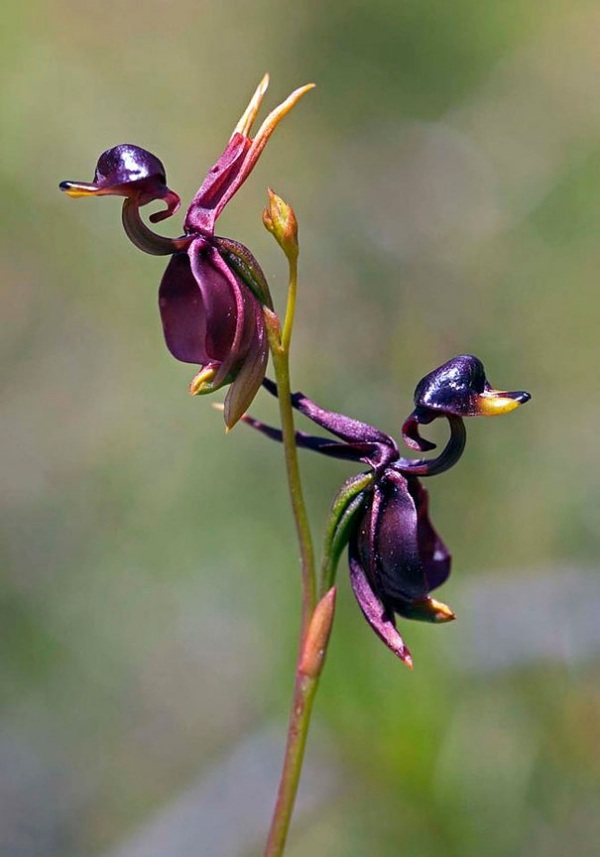 vacker-fågel-form-lila-orkidé-pareidolia-28