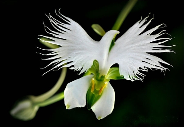 vacker-vit-duva-form-blomma-orkidé-pareidolia-30